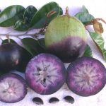 Purple Atis